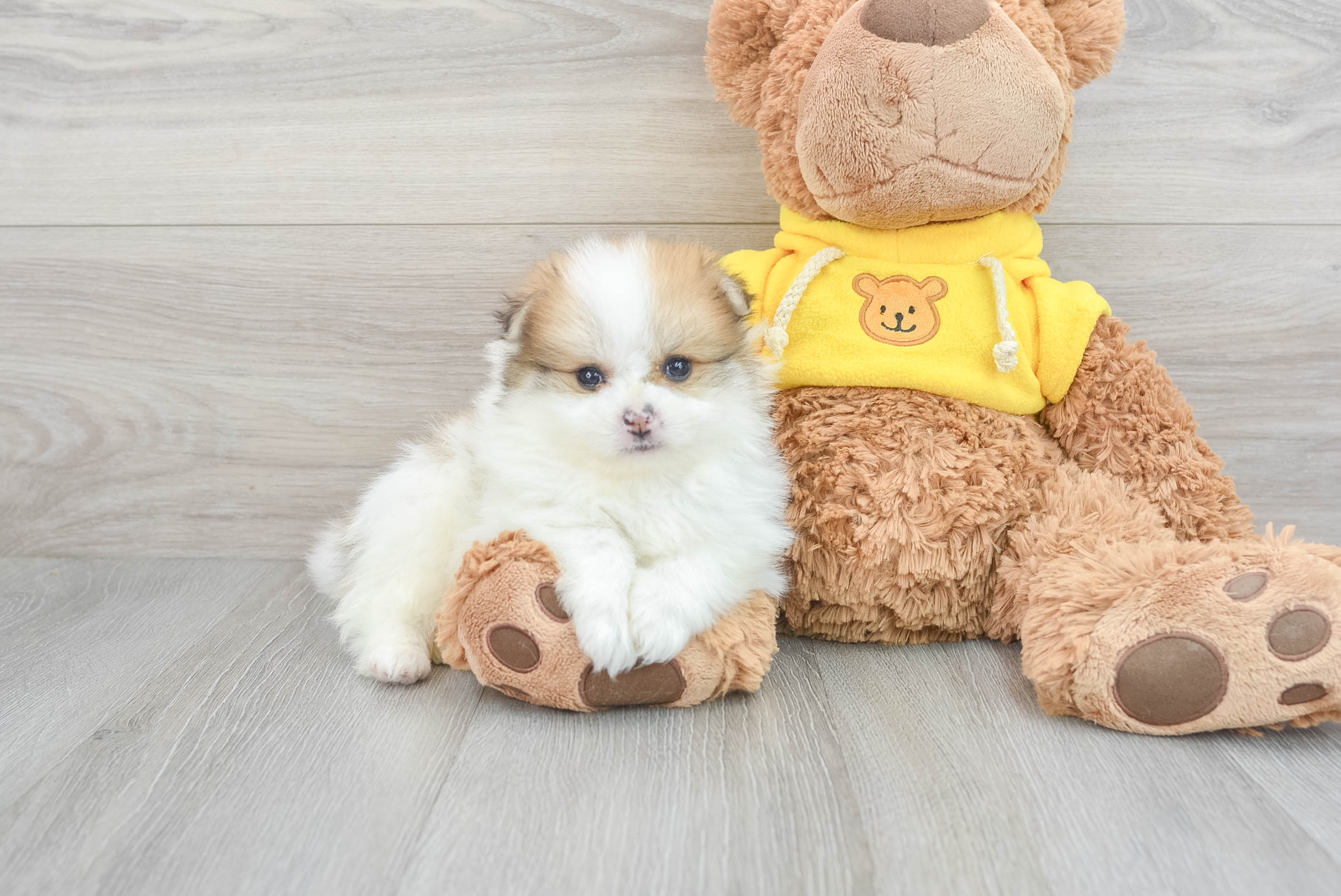 Pomeranian Puppy for Adoption