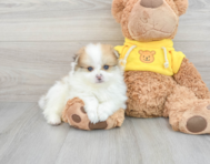 8 week old Pomeranian Puppy For Sale - Lone Star Pups