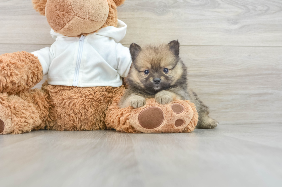 6 week old Pomeranian Puppy For Sale - Lone Star Pups