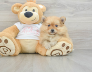 7 week old Pomeranian Puppy For Sale - Lone Star Pups