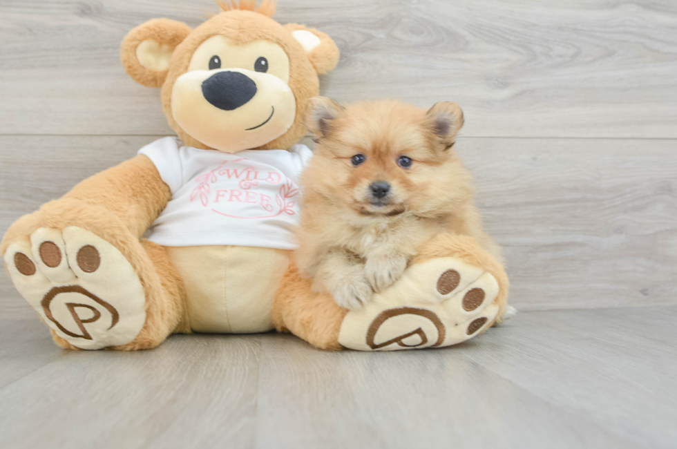 5 week old Pomeranian Puppy For Sale - Lone Star Pups