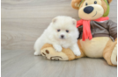 Pomeranian Pup Being Cute