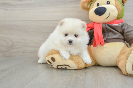Pomeranian Pup Being Cute