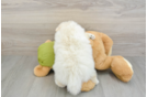 Energetic Deutscher Spitz Purebred Puppy