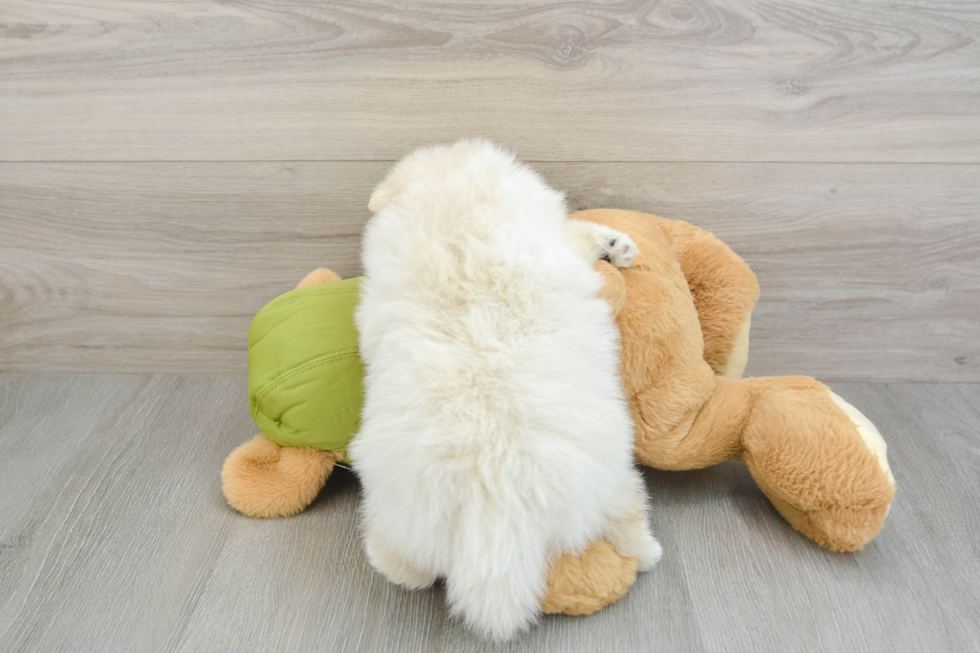 Energetic Deutscher Spitz Purebred Puppy