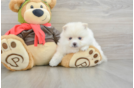 Best Pomeranian Baby