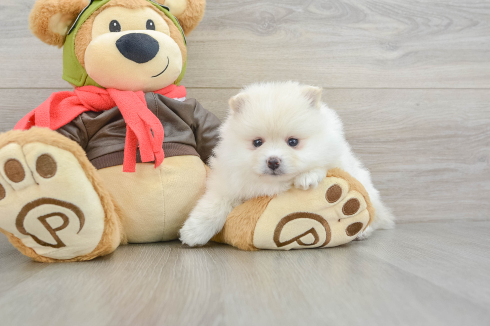 Best Pomeranian Baby