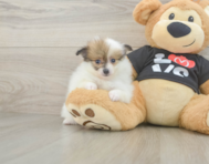 6 week old Pomeranian Puppy For Sale - Lone Star Pups