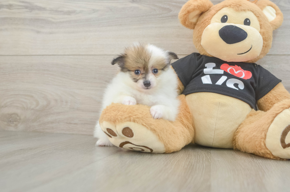 5 week old Pomeranian Puppy For Sale - Lone Star Pups