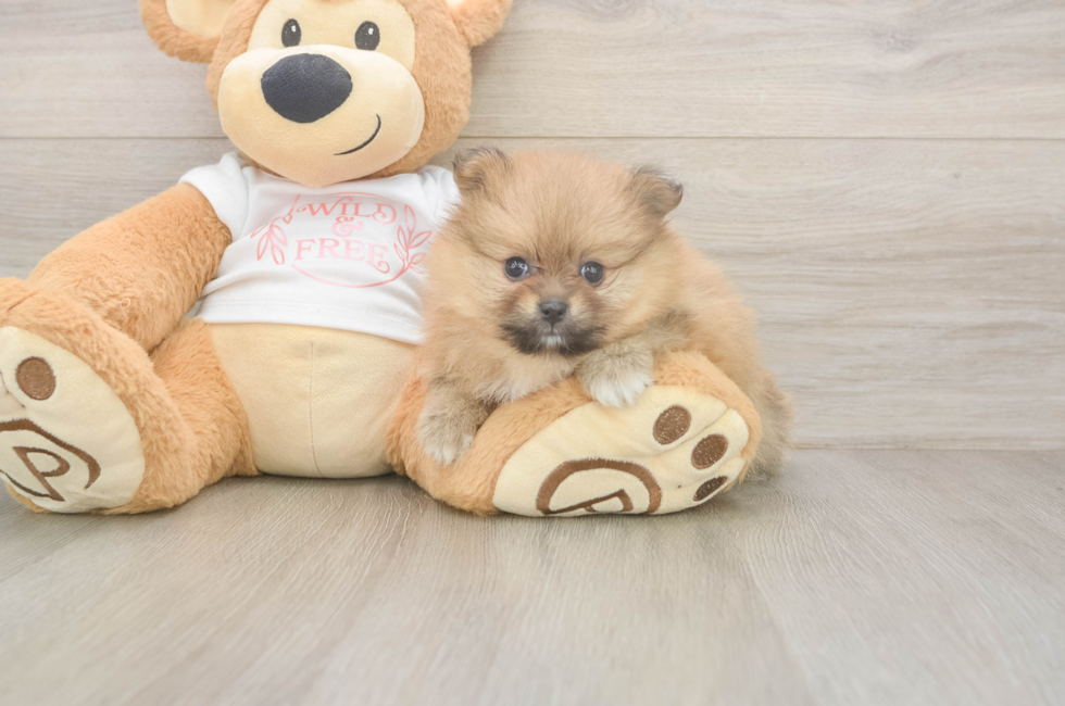 5 week old Pomeranian Puppy For Sale - Lone Star Pups