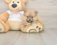 8 week old Pomeranian Puppy For Sale - Lone Star Pups 8 week old Pomeranian Puppy For Sale - Lone Star Pups