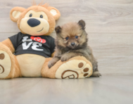 7 week old Pomeranian Puppy For Sale - Lone Star Pups