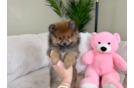 Cute Pomeranian Purebred Pup