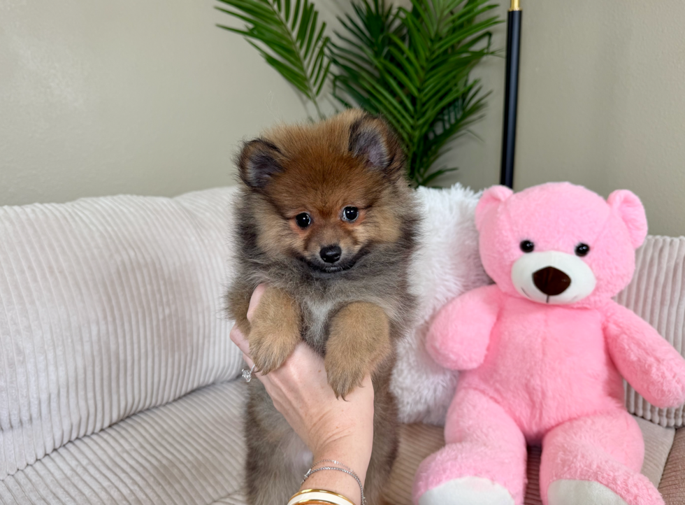 Cute Pomeranian Purebred Pup
