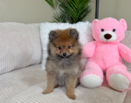 9 week old Pomeranian Puppy For Sale - Lone Star Pups