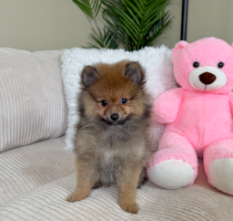 12 week old Pomeranian Puppy For Sale - Lone Star Pups