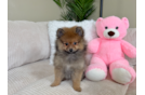 Cute Deutscher Spitz Purebred Puppy