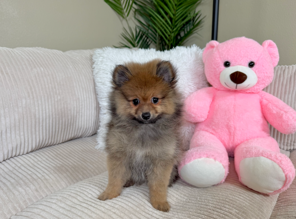 Cute Deutscher Spitz Purebred Puppy