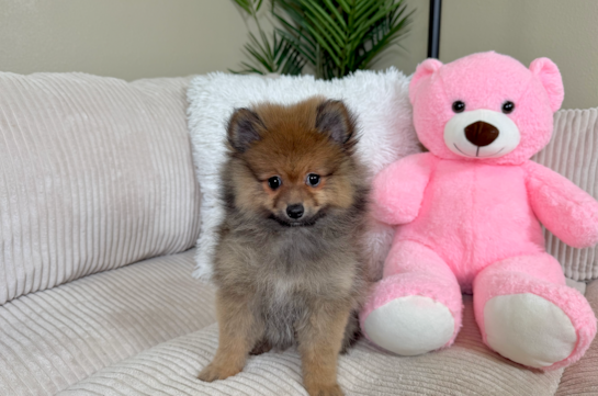 Cute Deutscher Spitz Purebred Puppy