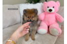 Best Pomeranian Baby
