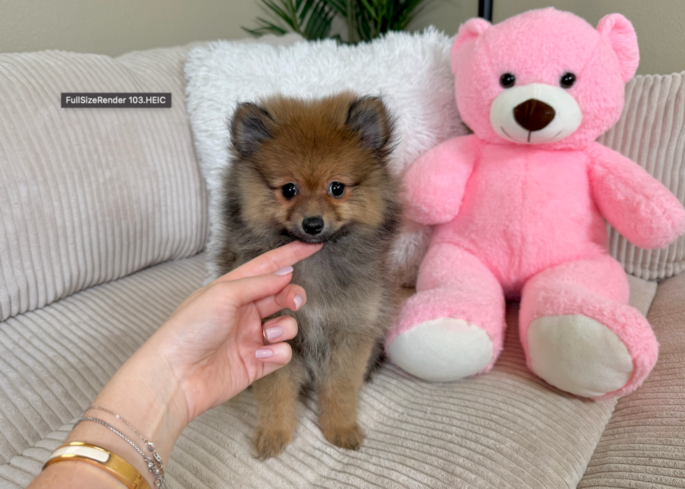 Best Pomeranian Baby