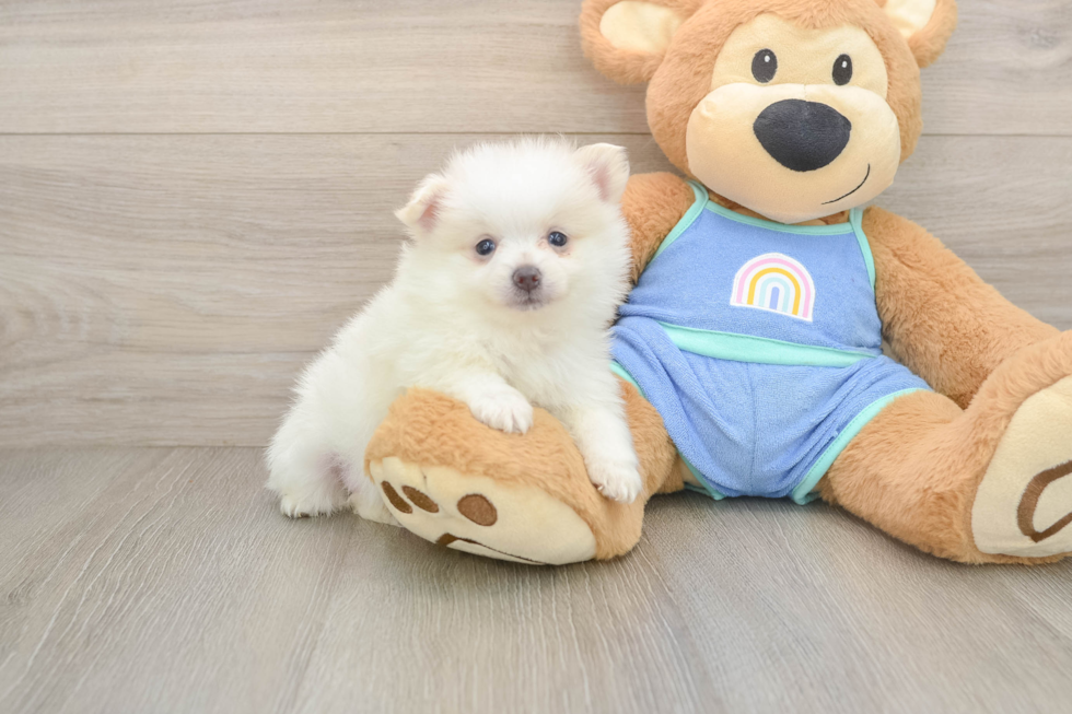 Best Pomeranian Baby