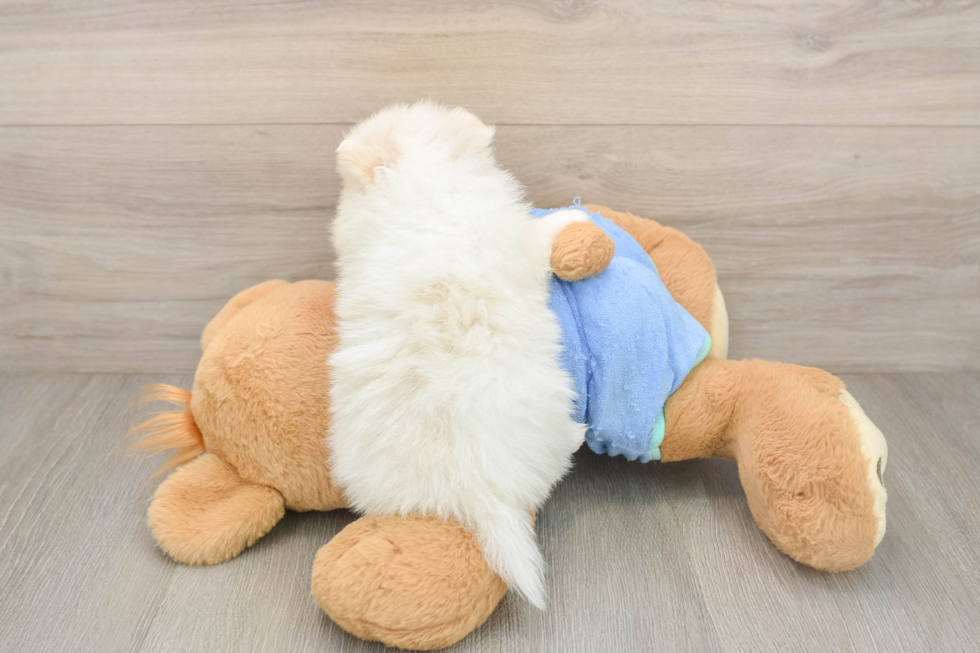 Hypoallergenic Pomeranian Baby