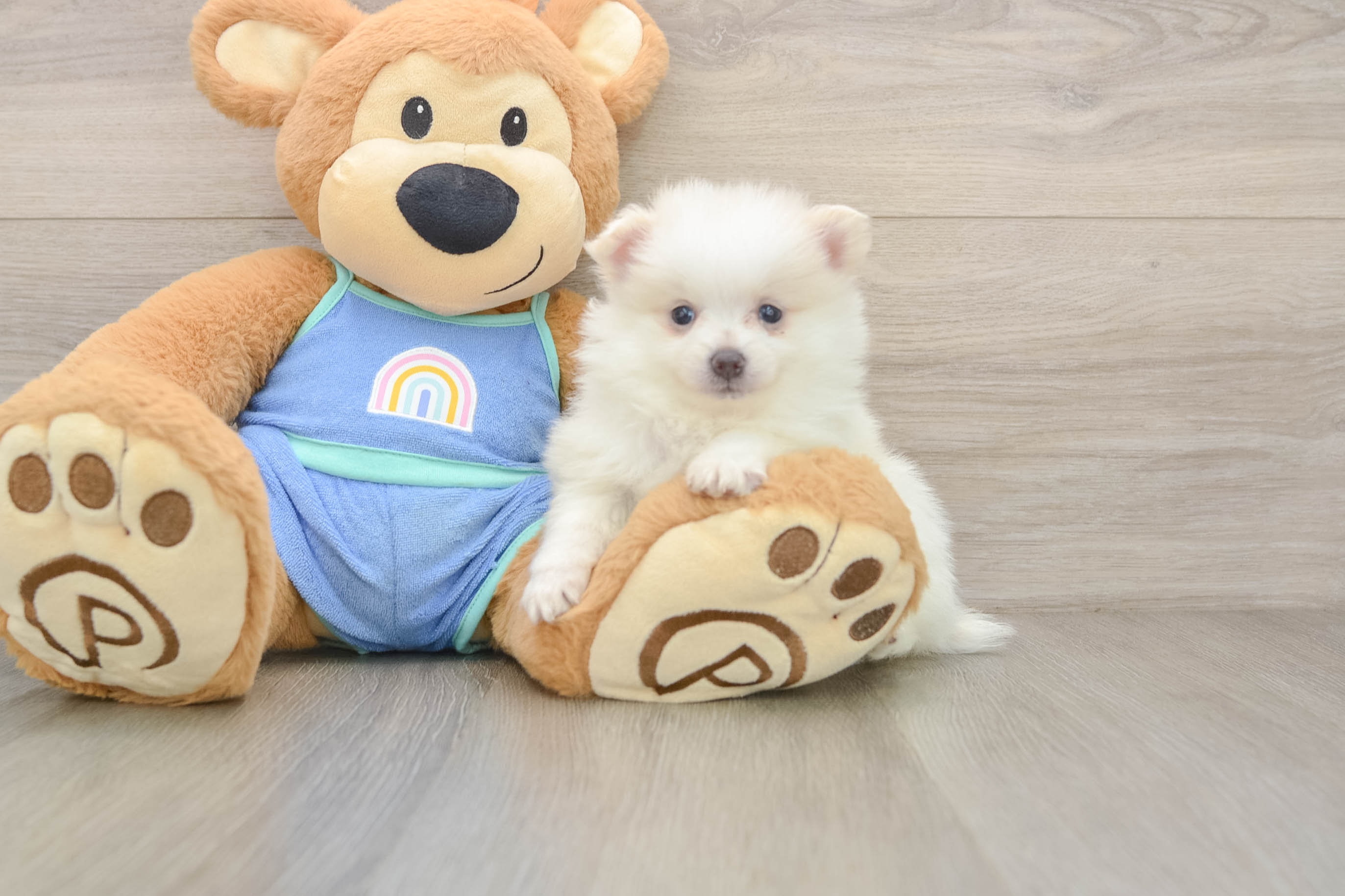Friendly Pomeranian Purebred Pup