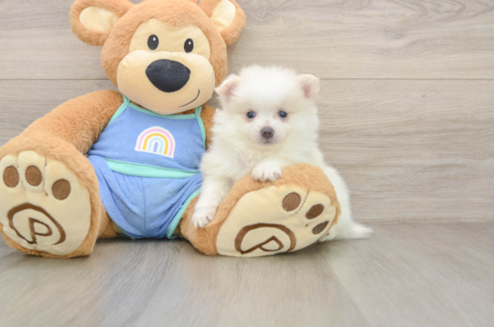 CHAI, a Pomeranian littermate