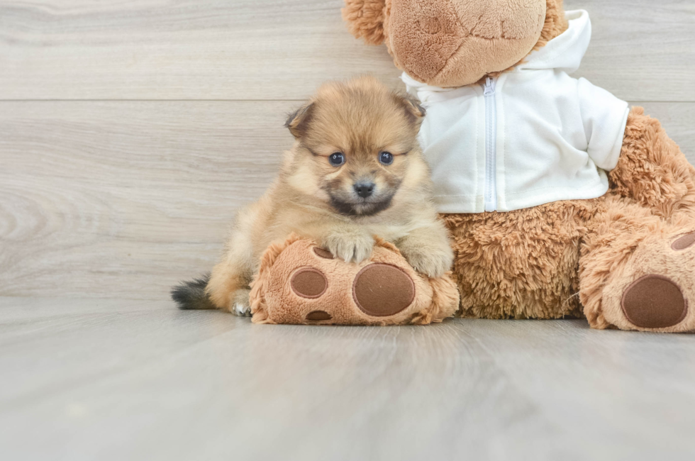 6 week old Pomeranian Puppy For Sale - Lone Star Pups