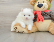 5 week old Pomeranian Puppy For Sale - Lone Star Pups