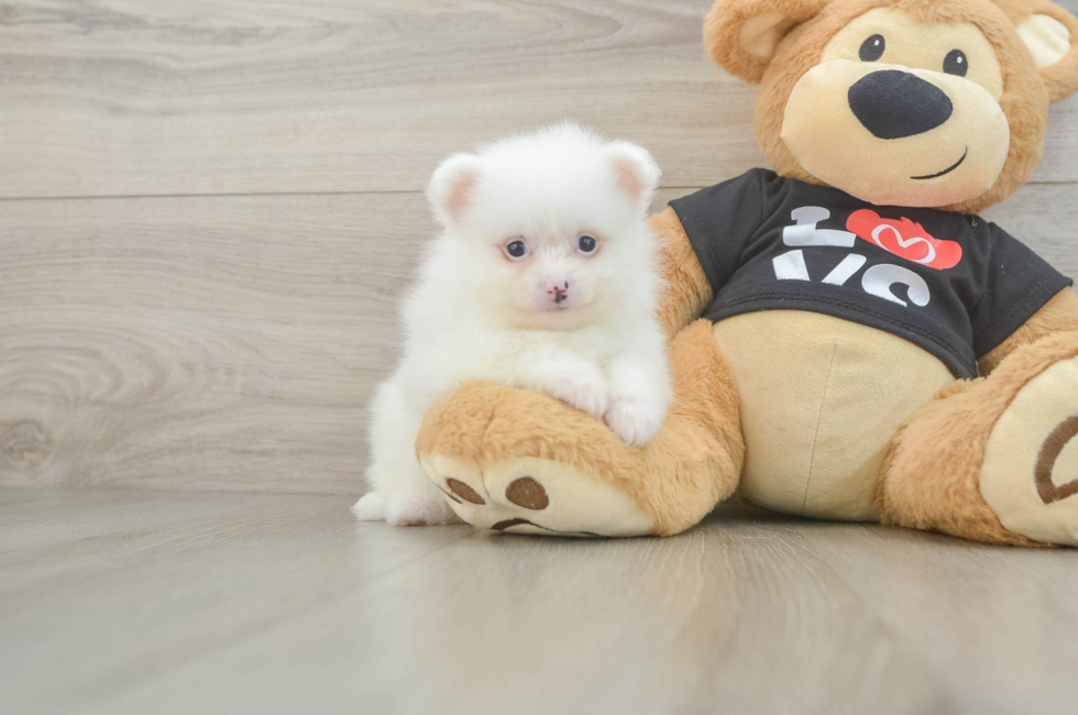 5 week old Pomeranian Puppy For Sale - Lone Star Pups