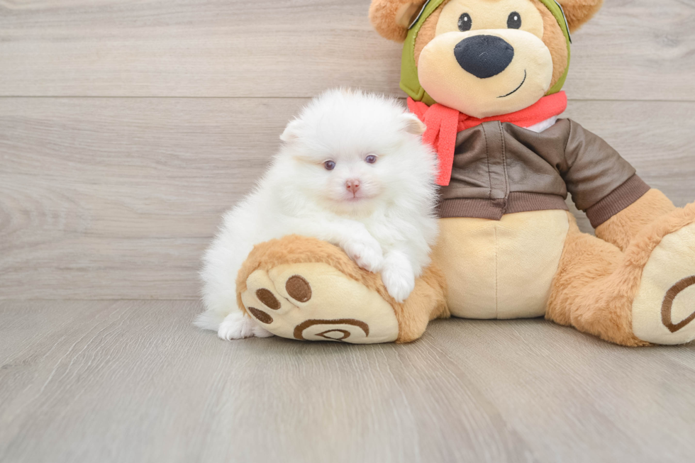 Smart Swergspitz Purebred Puppy