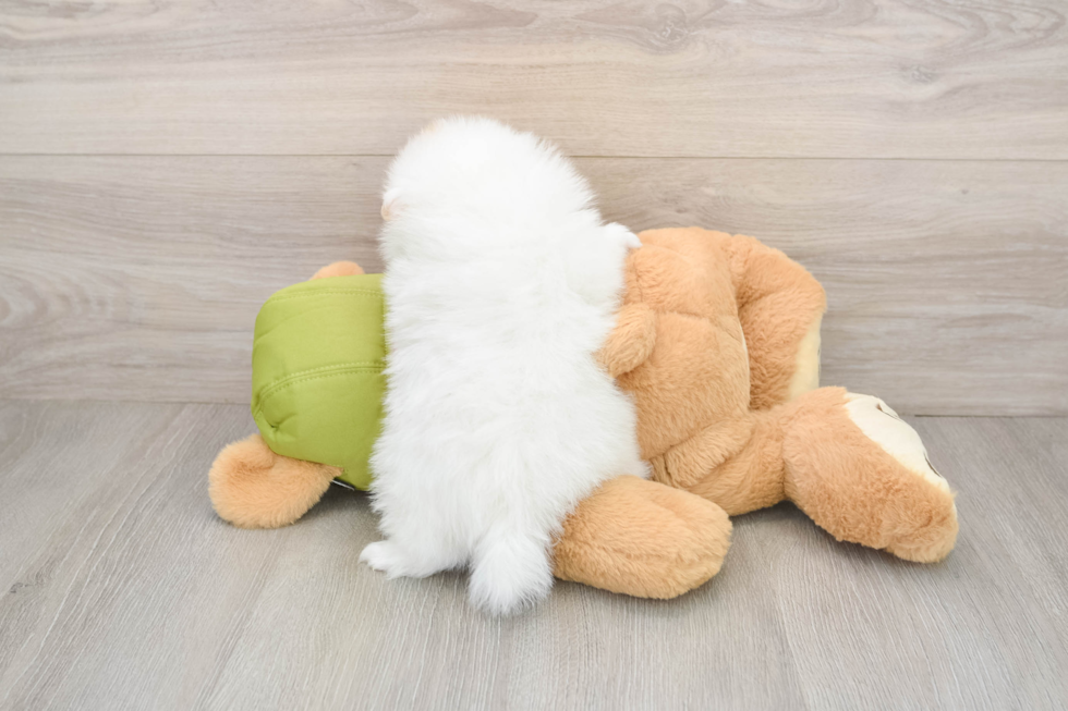 Sweet Loulou Purebred Puppy