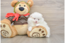 Funny Pomeranian Baby