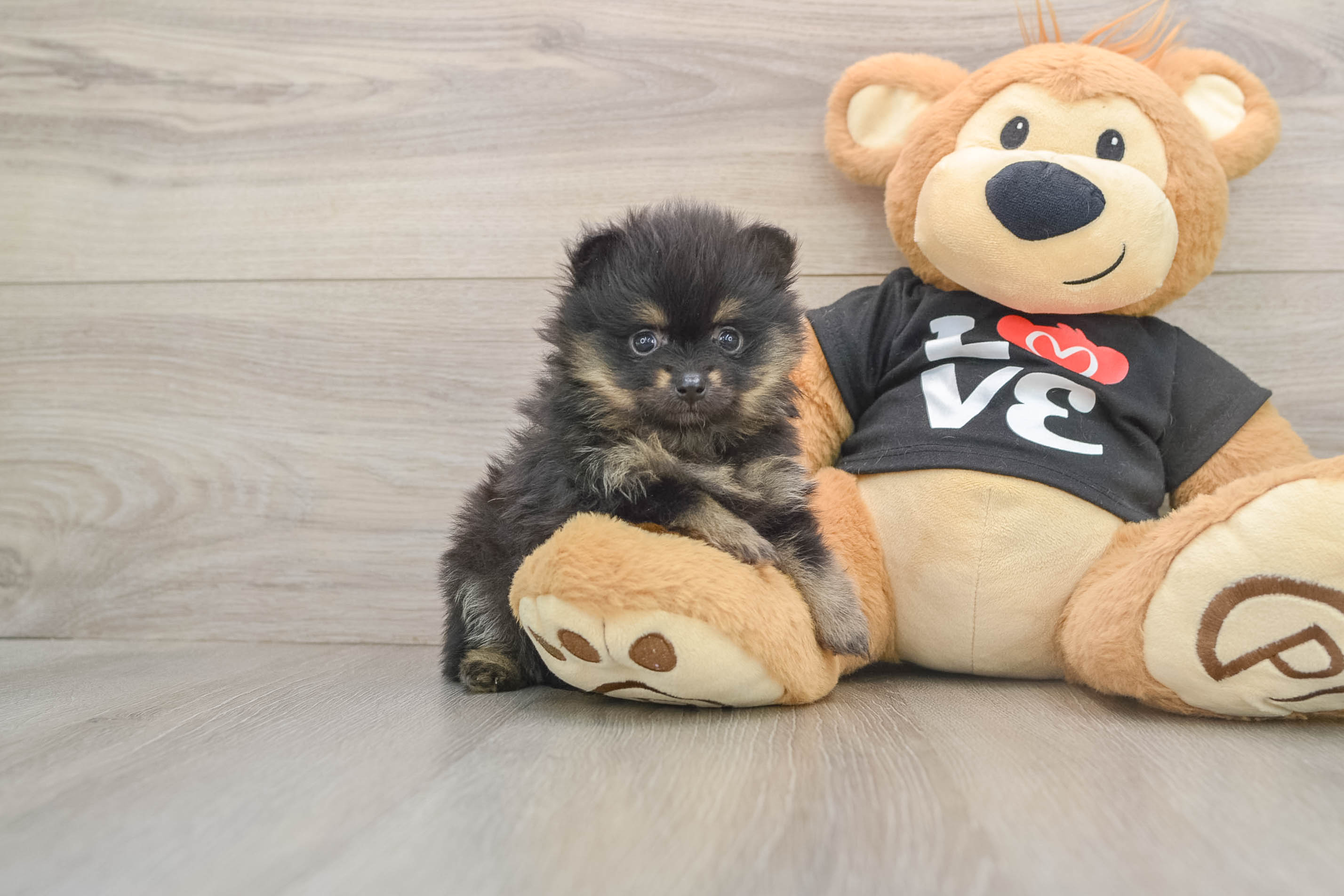 Popular Pomeranian Purebred Pup