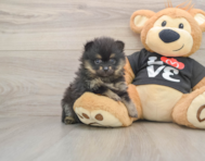 7 week old Pomeranian Puppy For Sale - Lone Star Pups