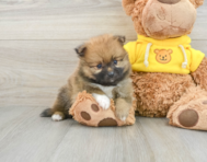 7 week old Pomeranian Puppy For Sale - Lone Star Pups