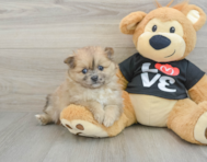 6 week old Pomeranian Puppy For Sale - Lone Star Pups