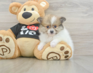 6 week old Pomeranian Puppy For Sale - Lone Star Pups