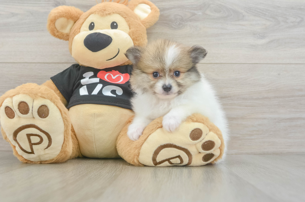 5 week old Pomeranian Puppy For Sale - Lone Star Pups