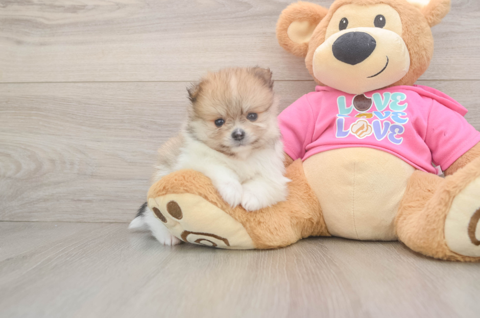5 week old Pomeranian Puppy For Sale - Lone Star Pups