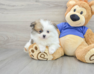 5 week old Pomeranian Puppy For Sale - Lone Star Pups