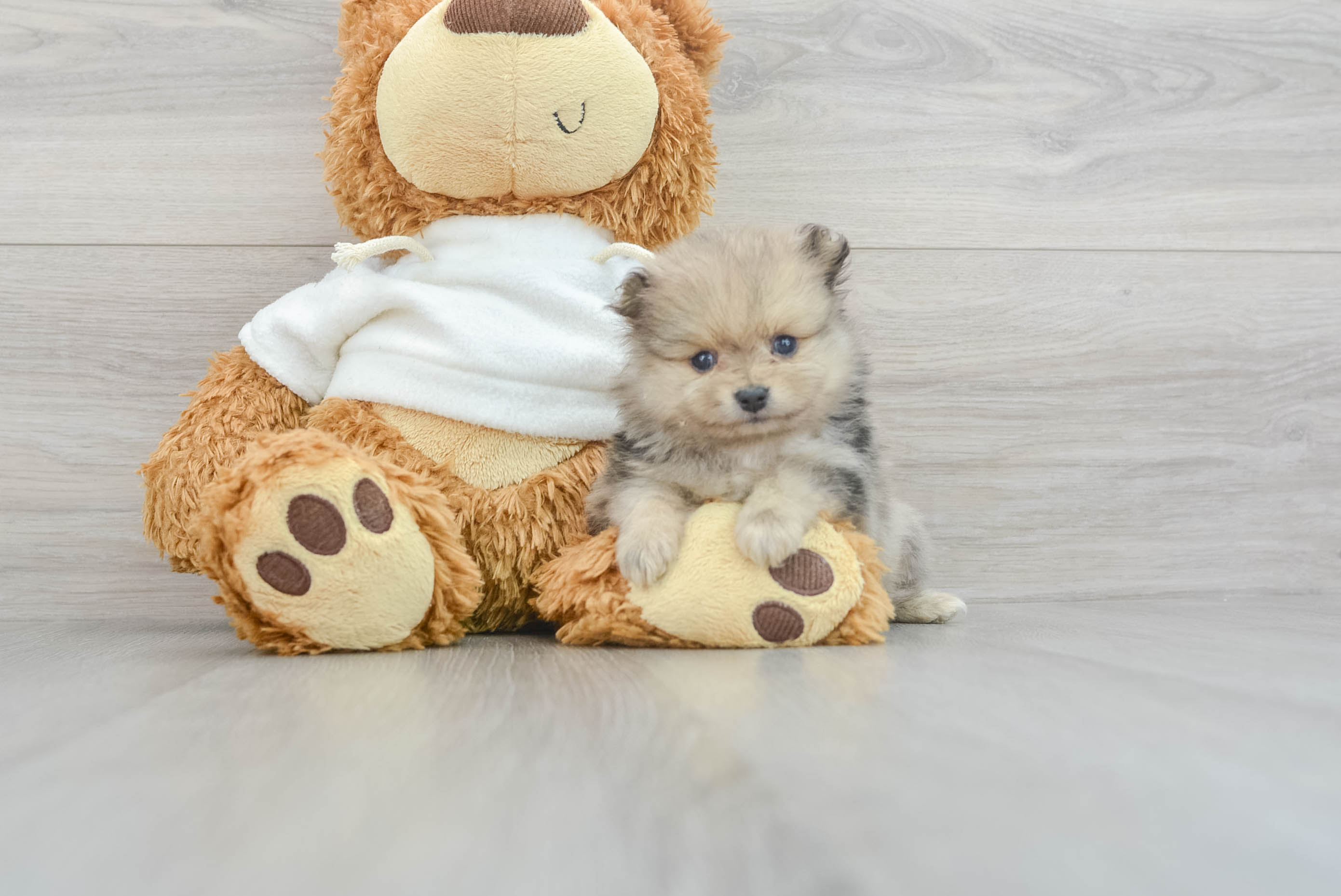 Best Pomeranian Baby