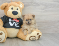 6 week old Pomeranian Puppy For Sale - Lone Star Pups