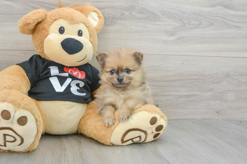 7 week old Pomeranian Puppy For Sale - Lone Star Pups