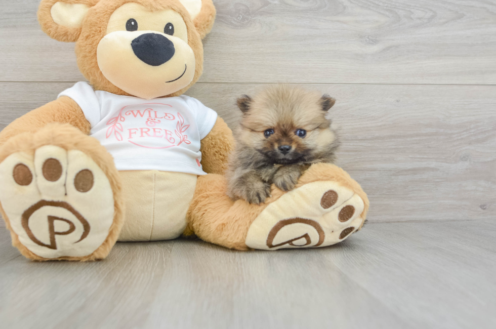 5 week old Pomeranian Puppy For Sale - Lone Star Pups