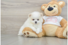 Friendly Pomeranian Baby
