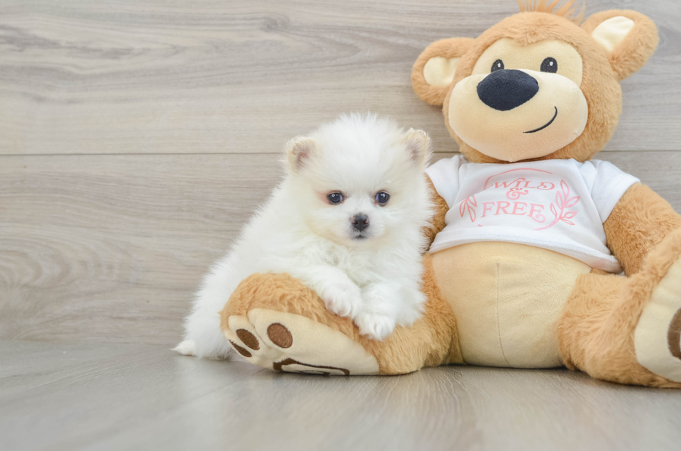5 week old Pomeranian Puppy For Sale - Lone Star Pups