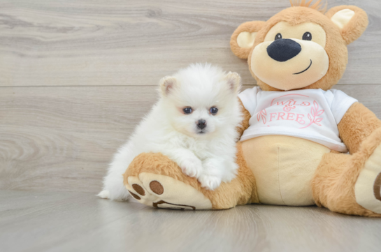 Friendly Pomeranian Baby